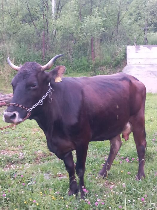 Vand 3 vaci cu lapte