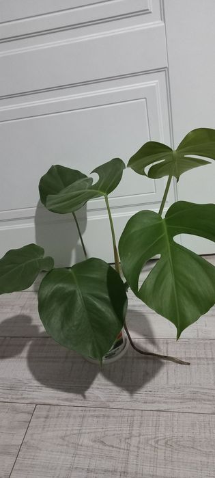 Монстера комнатные цветы