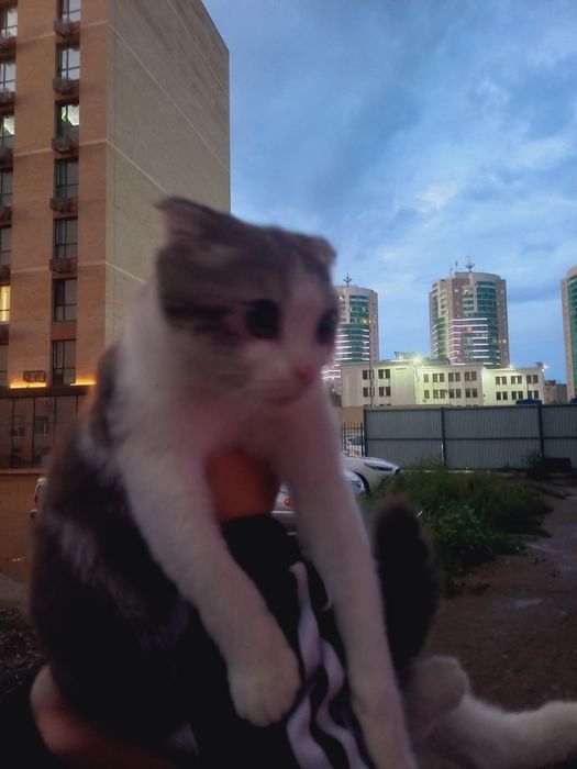 Вислоухая шотланка