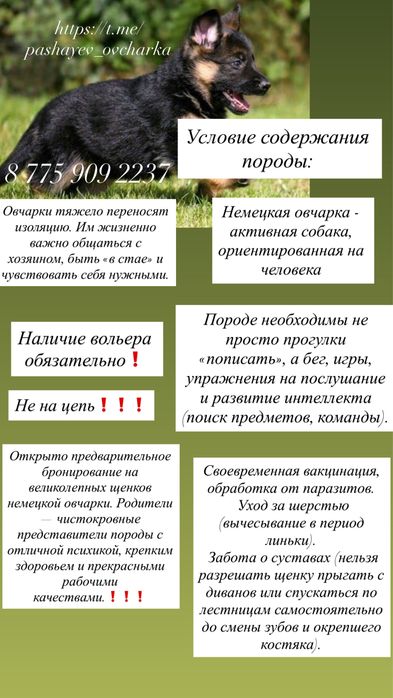 Щенки немецкой овчарки. Линия Италия-Германия. Легендарные ШОУ ПРЕДКИ