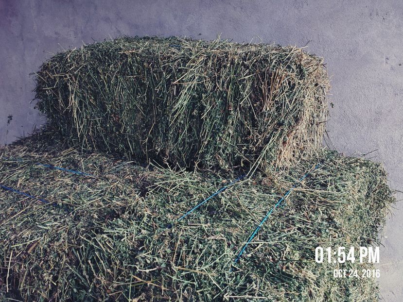 Vand porumb boabe, floarea soarelui,  lucerna