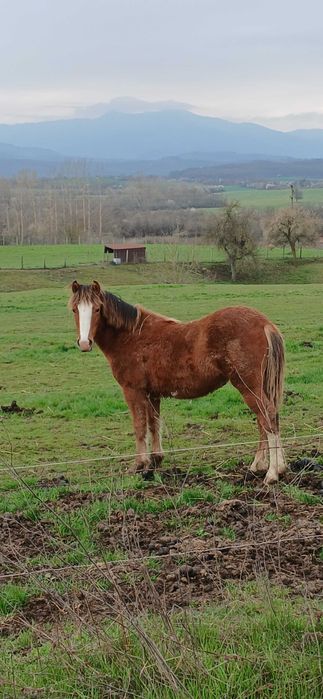 Продавам женско конче  на 1 година.