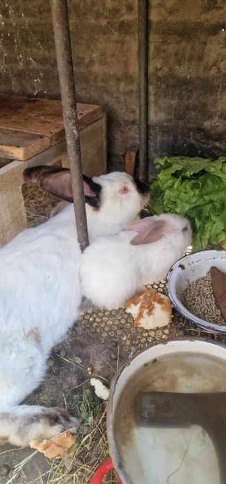 Iepuri uriasi de transilvania