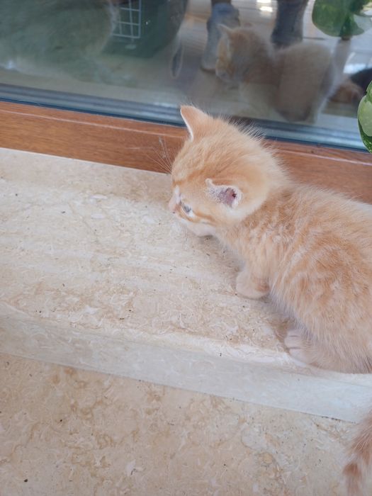 Подарявам котенца