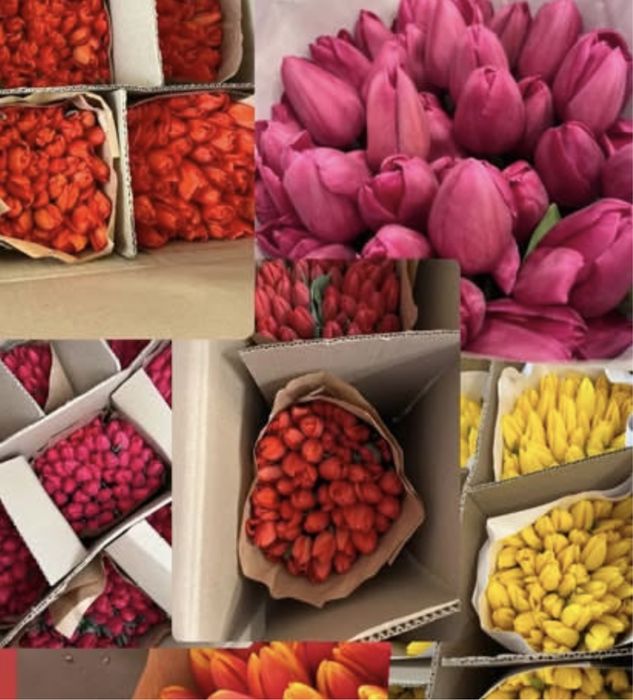 Продам тюльпаны 600