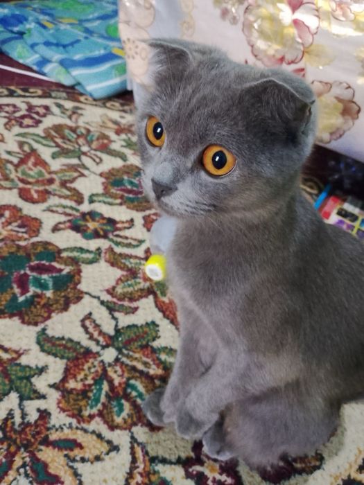 Scottish fold zotli mushuk