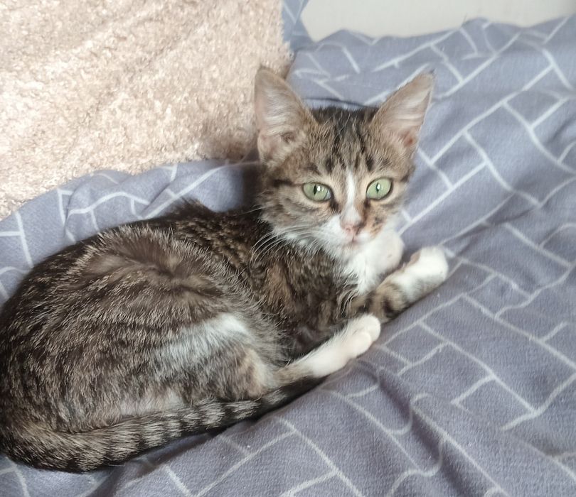 Кошечку Алису отдам добрым людям