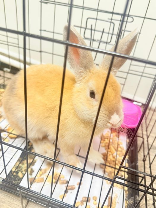 Продам кролика декаративного!