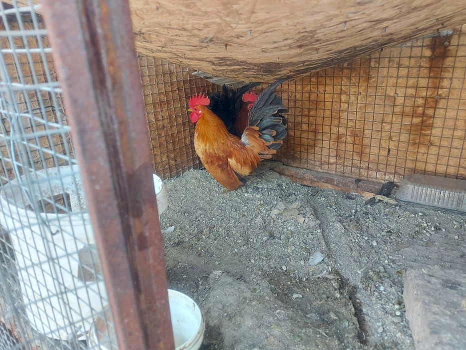 Серама декоративные петушки