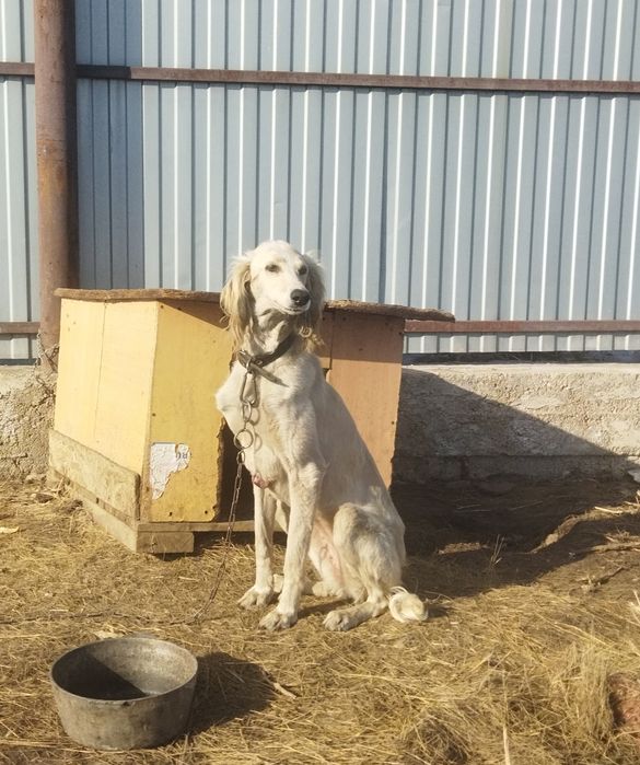 Тазы 3 года отдам