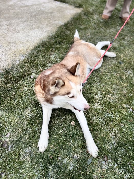 Donez femela Husky Siberian