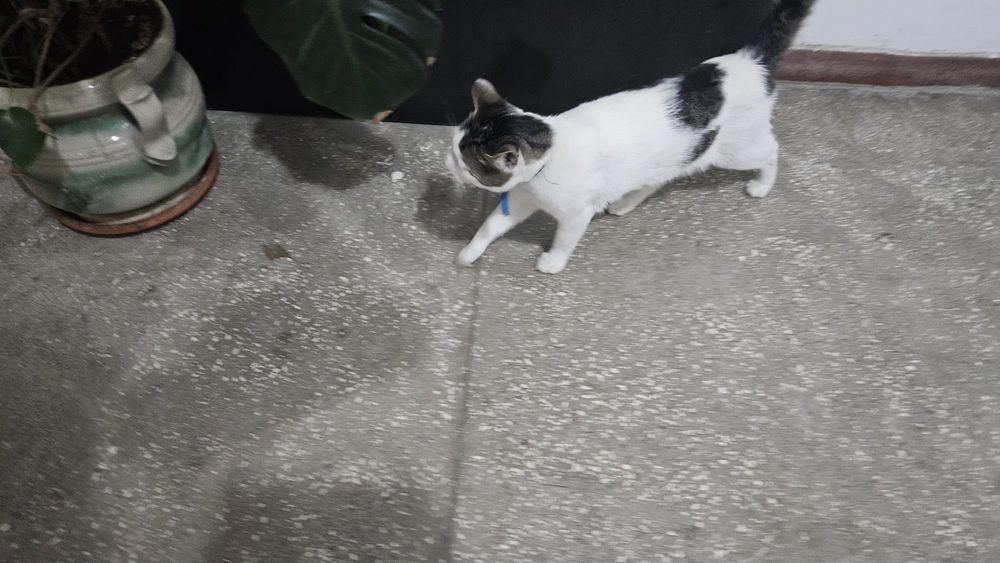 De adoptat motan bland varsta 1 an