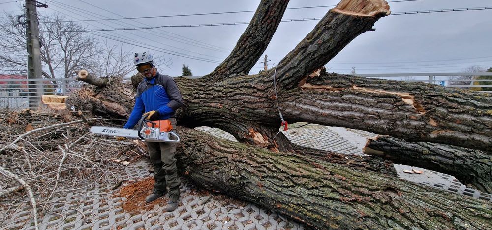 Servicii profesionale Toaletare /taiere Copaci Dificili