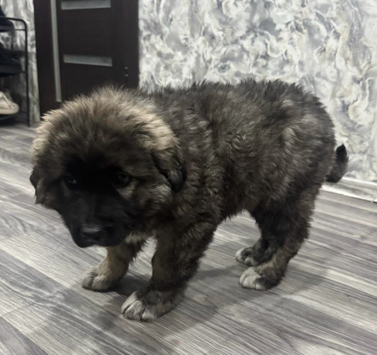 Щенок 2 мес девочка