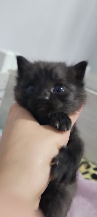 Очаровательный котёнок ищет хозяев