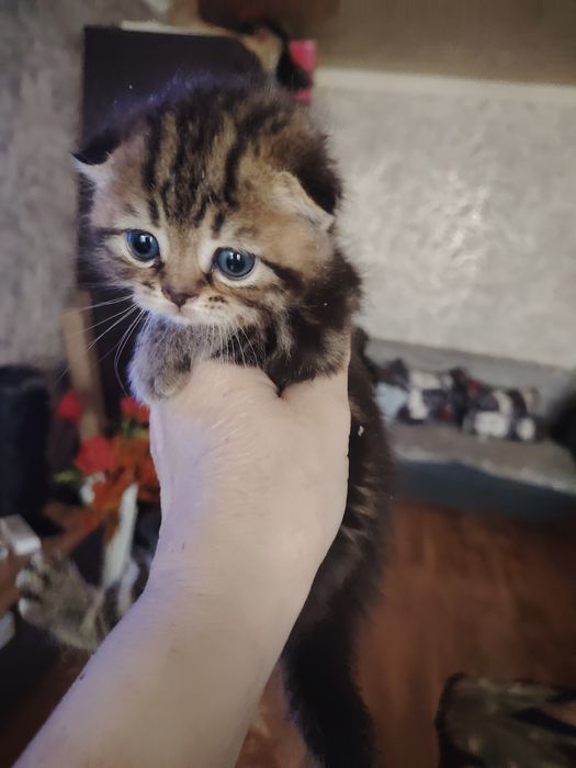 Шотландские вислоушки