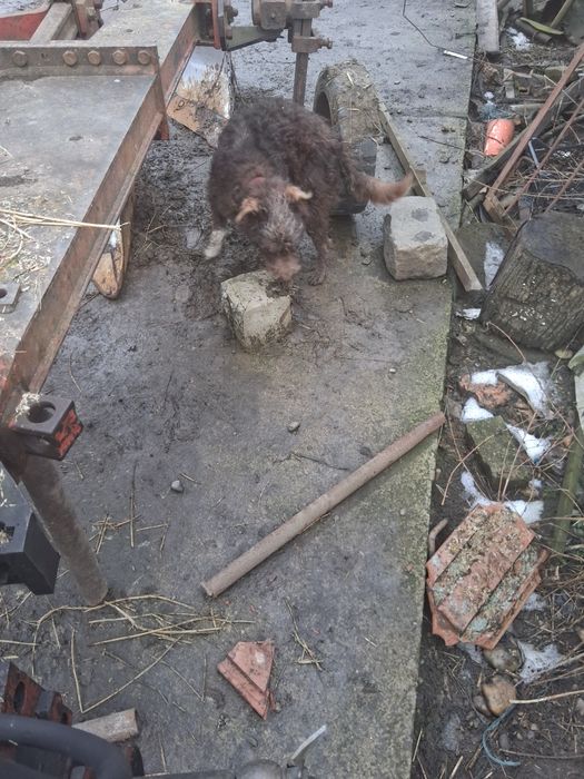 Vând câine de antors oi