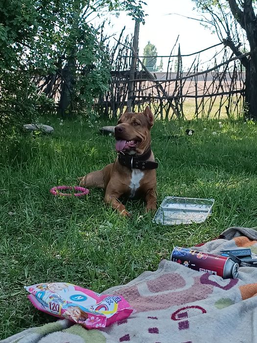 Ищем девочку для Вязки пит буля Red Naus чистокровный