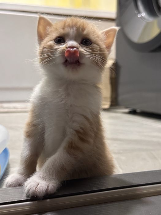 Британ метис сотилади