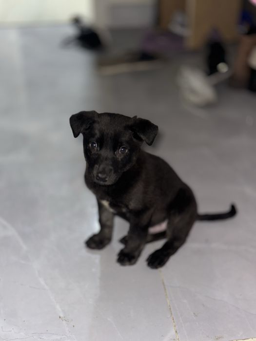 Щенки в добрые руки