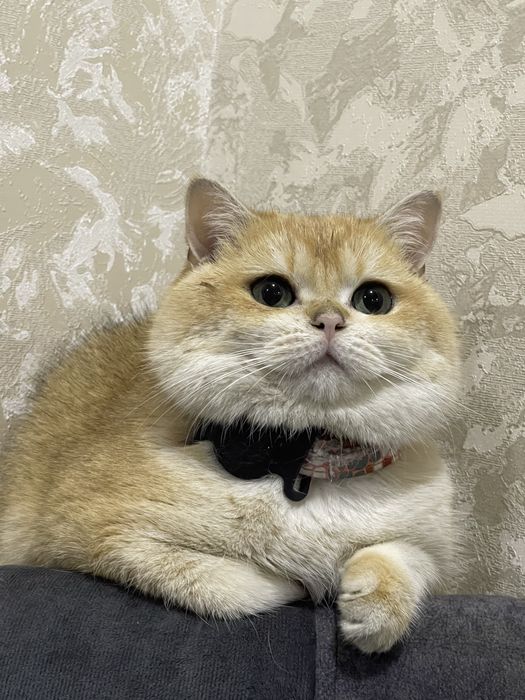 Кот породы британская золотая шиншилла, золотистый окрас.