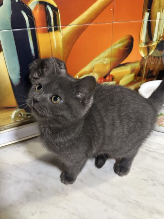 Aqilli odobli ugil bola oglom toza qonli mushukcha