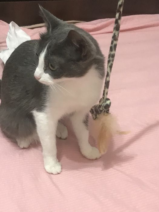 Кошечка Соня ищет дом
