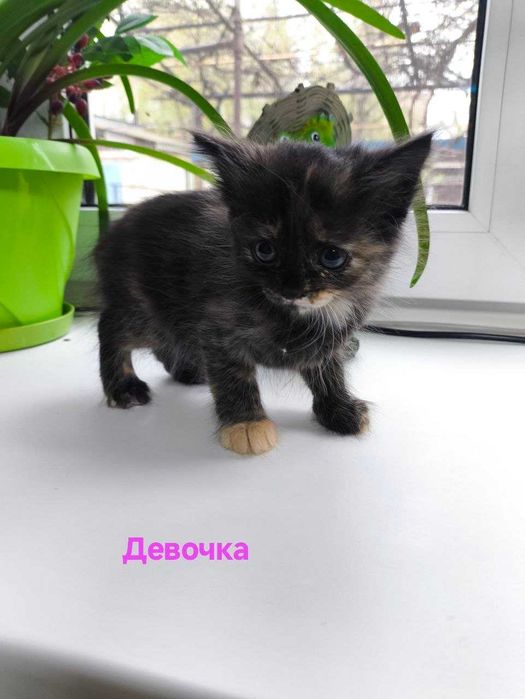 Отдам котят в добрые руки