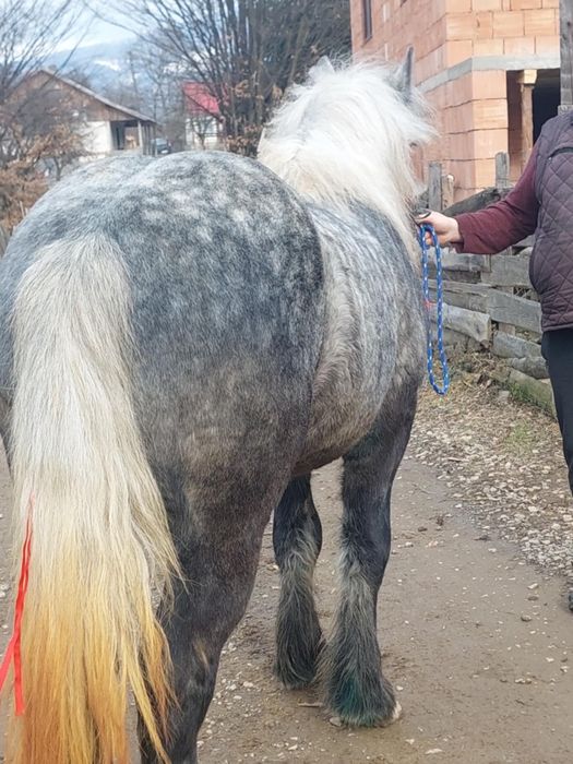 De vânzare Mânz de 2 ani Linia Miuțescu