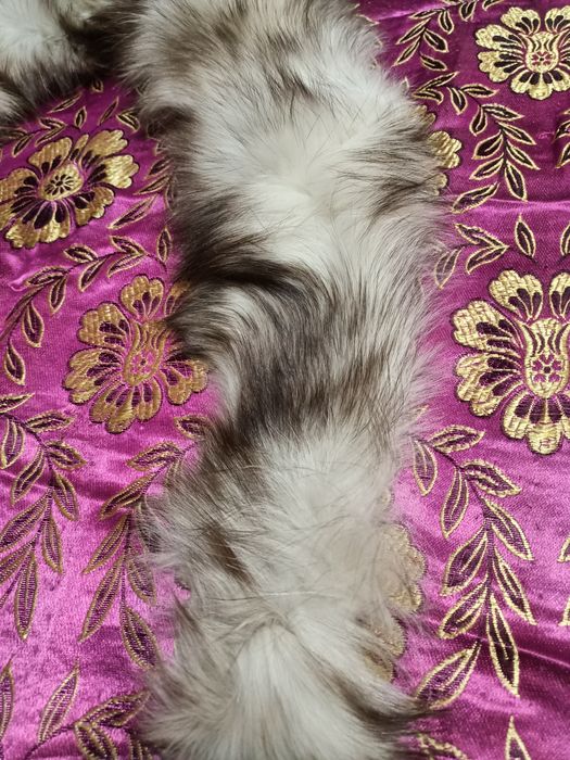 Продается воротник песец