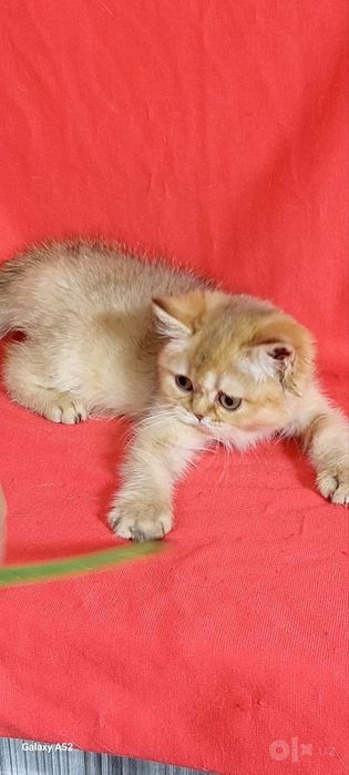 Шиншилла золото девочка чистокровное