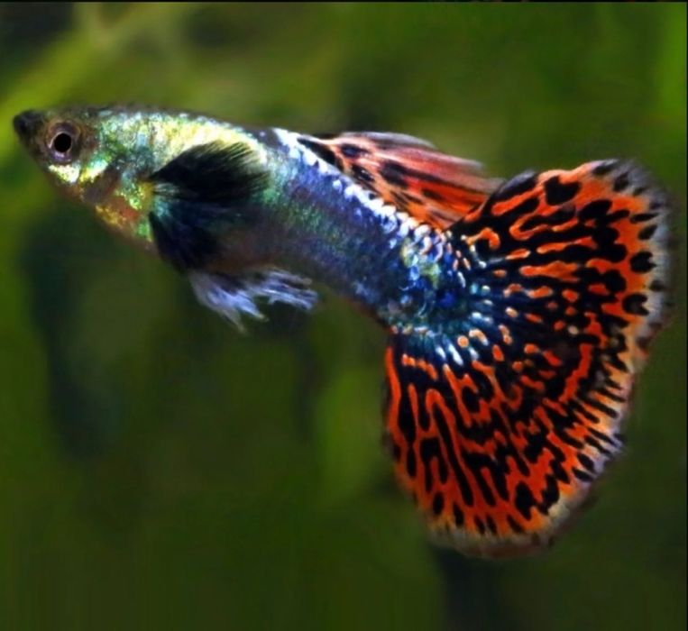 Рыбки для акварюма