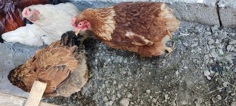 Продам молодых домашних курей