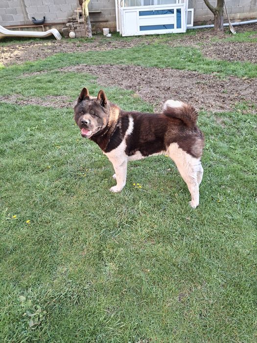 Akita American mascul