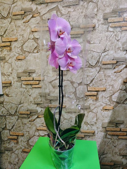 Ароматная орхидея из Голландии всего 175 тыс