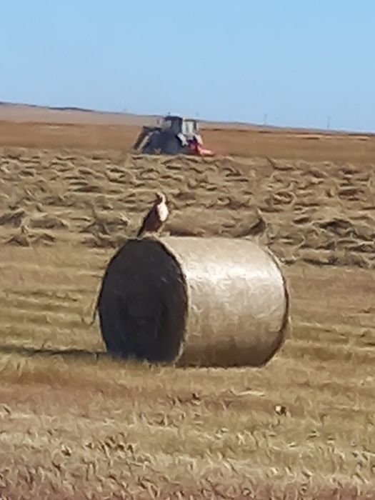 Сено в рулонах 1.20 на 1.20