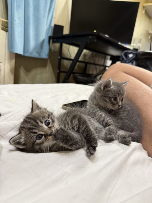 Отдам котят в хорошие руки