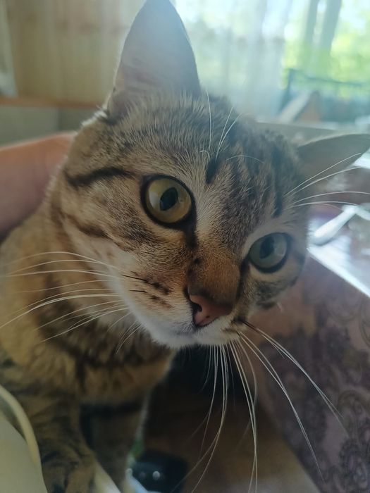 Срочно. Отдам кота в добрые руки
