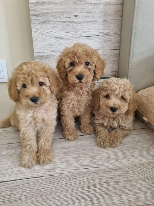 Той Пудел МИНИ пудел