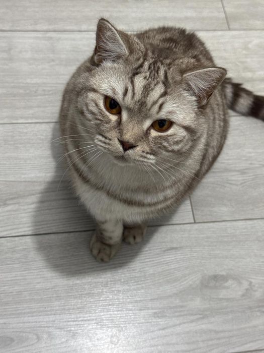 Отдам кота британский полушотланец кастрирован