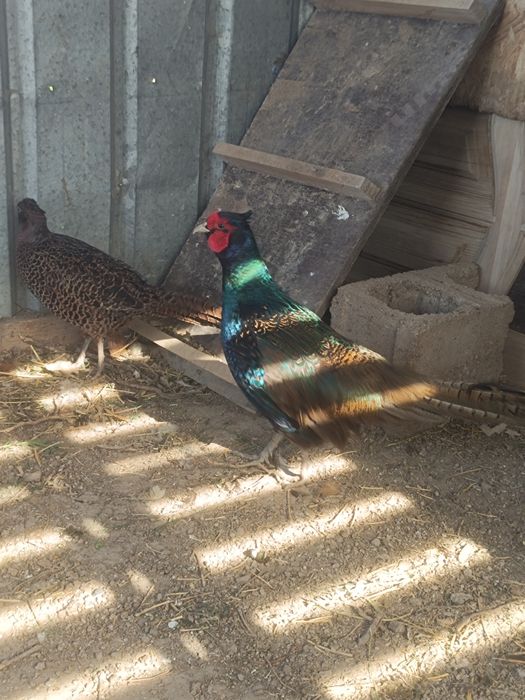 Фазан.   қырғауыл