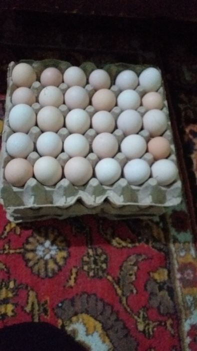 Germaniski Loman sendi va Qora shaxzoda chatishgan tuxumlari bor