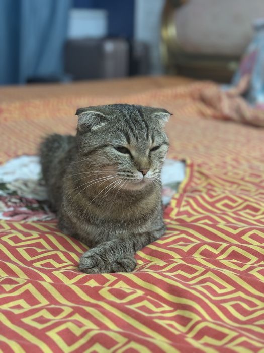 Передержка животных