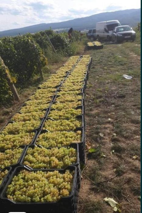 Vând strugurii de vin