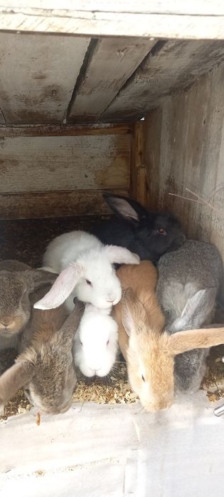 Iepurași de vânzare