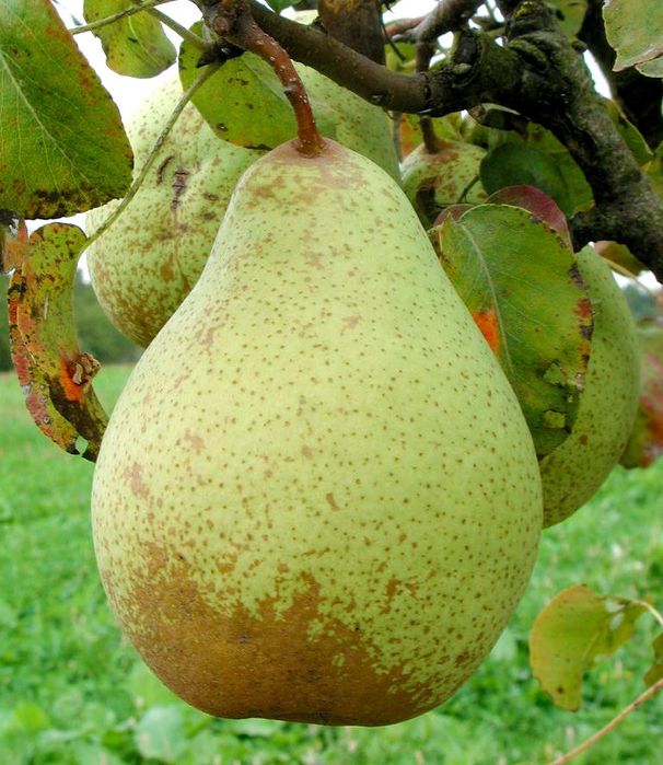 Овощни дръвчета Круша