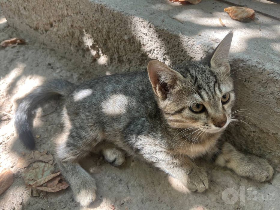 Котята          .