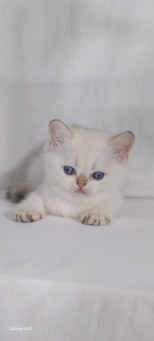 Продаётся  котята  разные маленьки и девочки уже  кушают  самостоятель