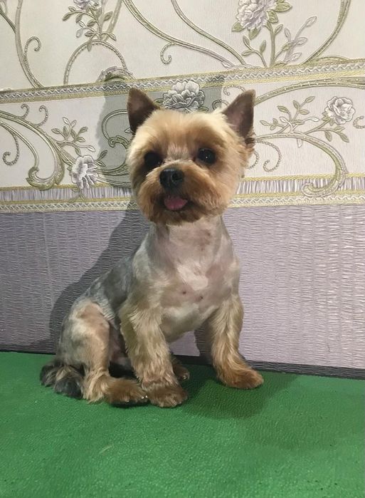 Груминг. стрижка собак