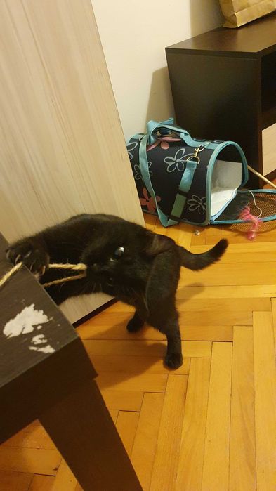 Приемен / постоянен Дом за Черна принцеса